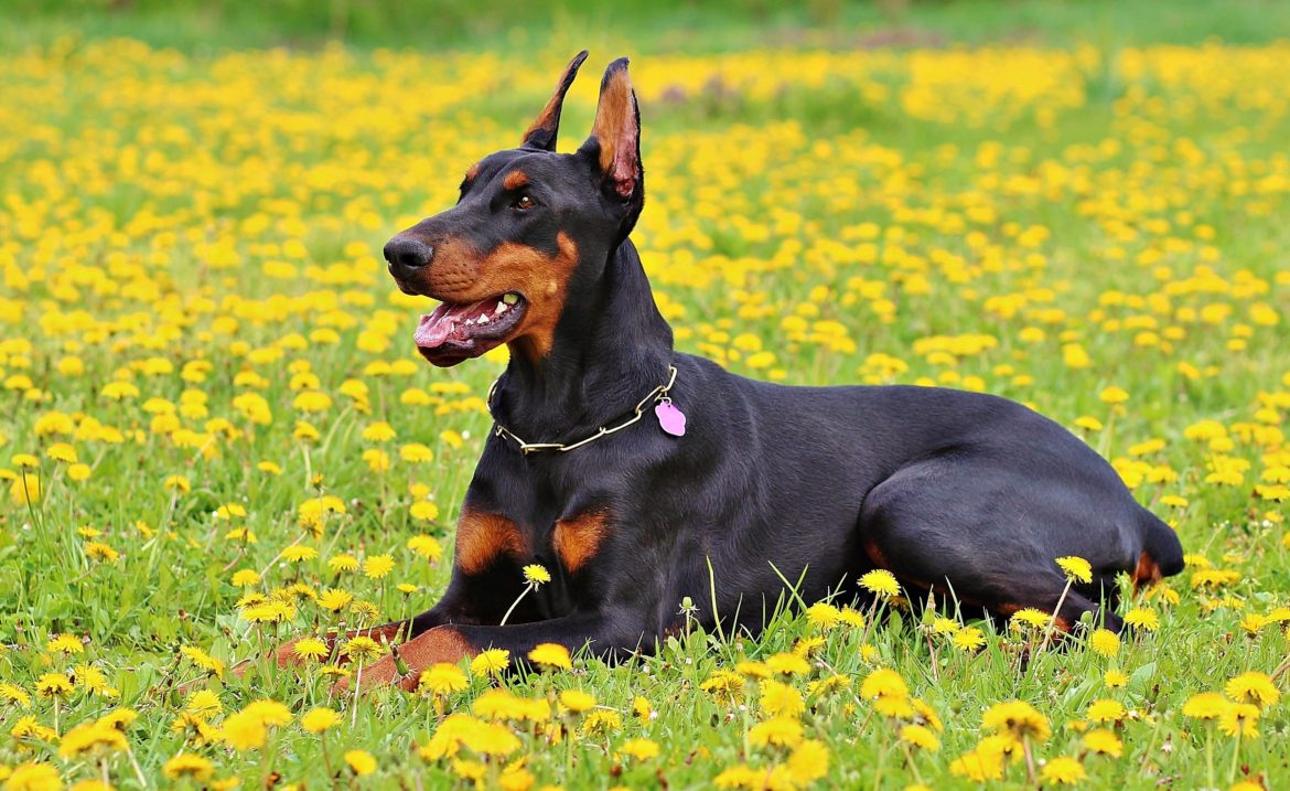 The Doberman Pinscher