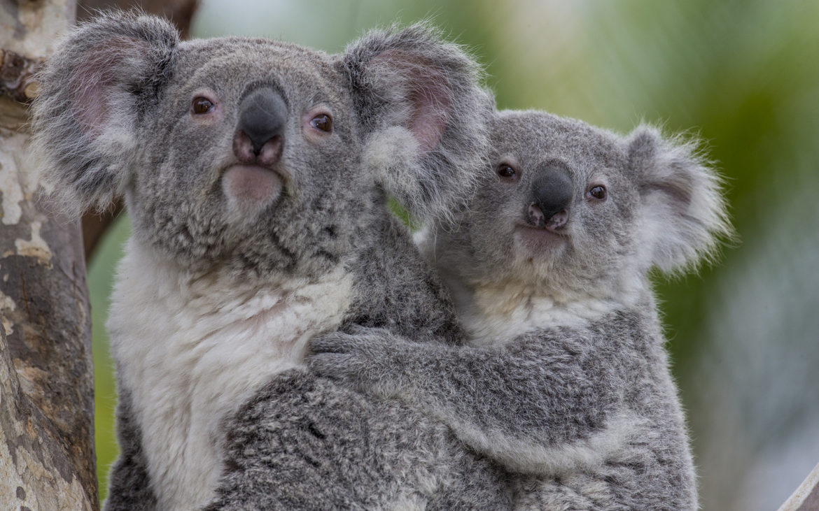 Outstanding Animal Moms